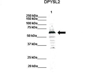 DPYSL2 Rabbit Polyclonal Antibody