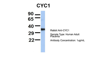 CYC1 Rabbit Polyclonal Antibody
