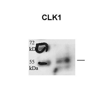 CLK1 Rabbit Polyclonal Antibody