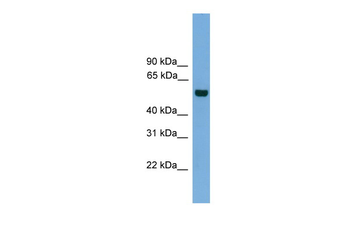 CLK1 Rabbit Polyclonal Antibody