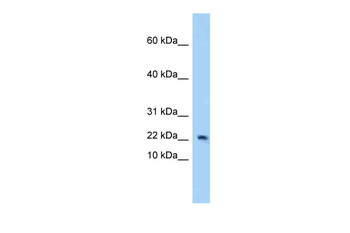 Eif4ebp2 Rabbit Polyclonal Antibody
