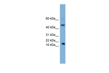 INSL5 Rabbit Polyclonal Antibody