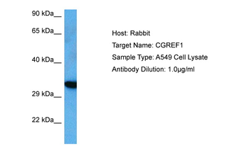 CGREF1 Rabbit Polyclonal Antibody