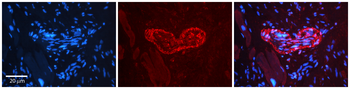 PLK2 Rabbit Polyclonal Antibody