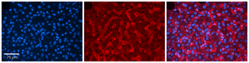 HSPH1 Rabbit Polyclonal Antibody