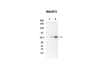 WASF3 Rabbit Polyclonal Antibody