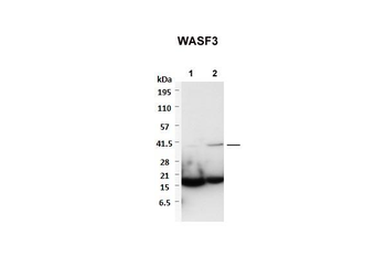 WASF3 Rabbit Polyclonal Antibody
