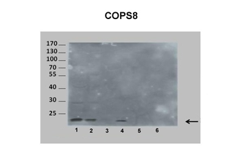 COPS8 Rabbit Polyclonal Antibody
