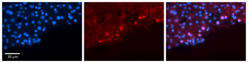 COPS8 Rabbit Polyclonal Antibody
