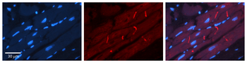 RALBP1 Rabbit Polyclonal Antibody