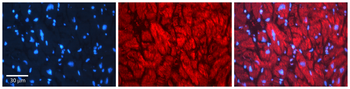 EHD1 Rabbit Polyclonal Antibody