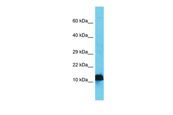 Ap4s1 Rabbit Polyclonal Antibody