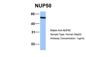 NUP50 Rabbit Polyclonal Antibody