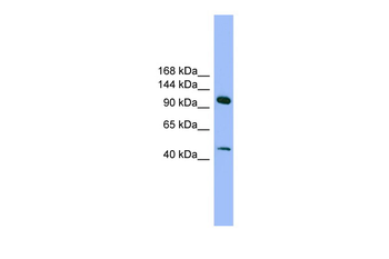 SEC23IP Rabbit Polyclonal Antibody