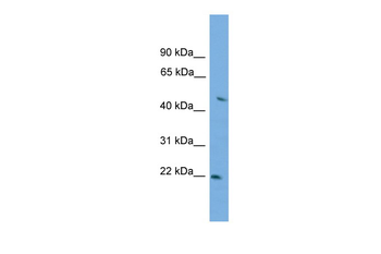 NXPH3 Rabbit Polyclonal Antibody