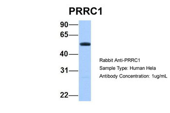 PRRC1 Rabbit Polyclonal Antibody
