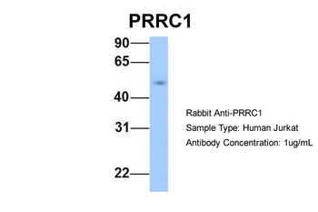 PRRC1 Rabbit Polyclonal Antibody