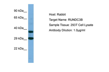 RUNDC3B Rabbit Polyclonal Antibody