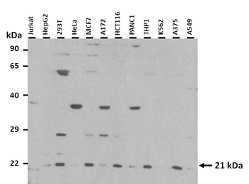 RHEBL1 Rabbit Polyclonal Antibody