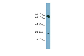 CYB5D1 Rabbit Polyclonal Antibody