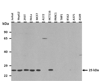 FAM119A Rabbit Polyclonal Antibody