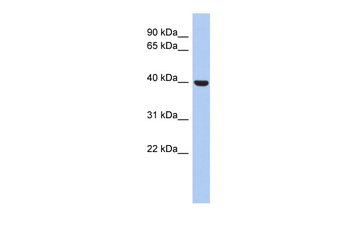 STOML3 Rabbit Polyclonal Antibody