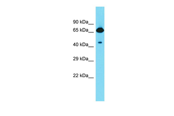 Frmd6 Rabbit Polyclonal Antibody