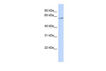 BTNL9 Rabbit Polyclonal Antibody