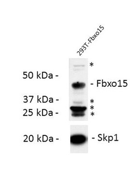 FBXO15 Rabbit Polyclonal Antibody