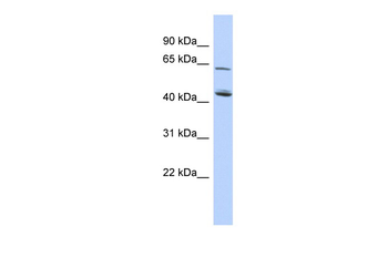 C5orf33 Rabbit Polyclonal Antibody