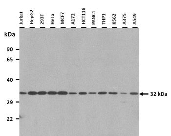 CREG2 Rabbit Polyclonal Antibody