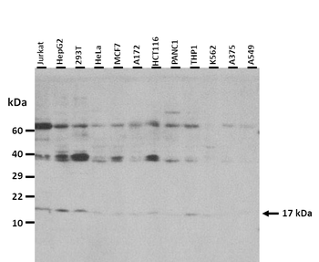 FUNDC1 Rabbit Polyclonal Antibody