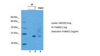 FUNDC1 Rabbit Polyclonal Antibody