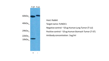 FUNDC1 Rabbit Polyclonal Antibody