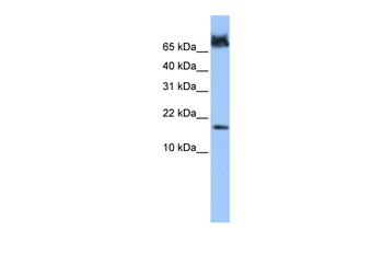 FUNDC1 Rabbit Polyclonal Antibody