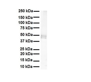 PDE12 Rabbit Polyclonal Antibody