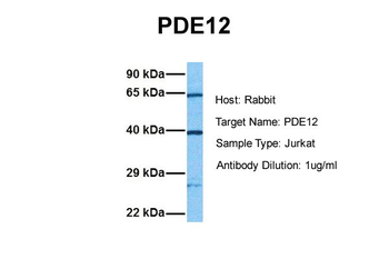 PDE12 Rabbit Polyclonal Antibody