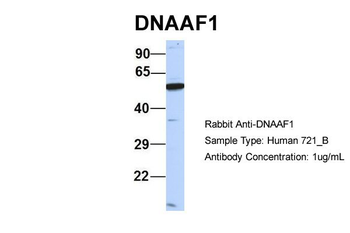 LRRC50 Rabbit Polyclonal Antibody