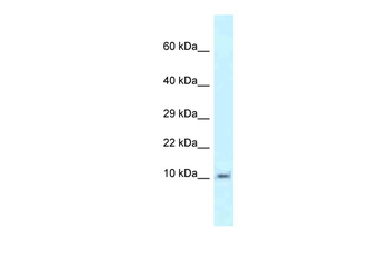 Mrpl55 Rabbit Polyclonal Antibody