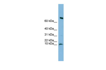 C1orf122 Rabbit Polyclonal Antibody