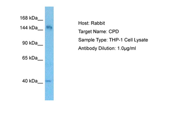 CPD Rabbit Polyclonal Antibody