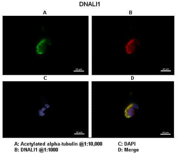 DNALI1 Rabbit Polyclonal Antibody