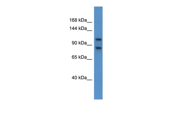 Nbr1 Rabbit Polyclonal Antibody