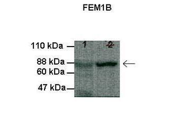 FEM1B Rabbit Polyclonal Antibody