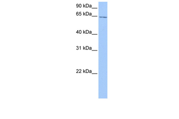 C2orf42 Rabbit Polyclonal Antibody