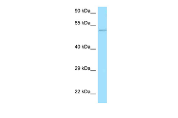 FAM190B Rabbit Polyclonal Antibody