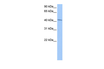 GSG1 Rabbit Polyclonal Antibody