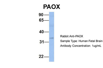 PAOX Rabbit Polyclonal Antibody