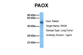 PAOX Rabbit Polyclonal Antibody