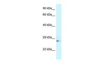 Apoa1 Rabbit Polyclonal Antibody